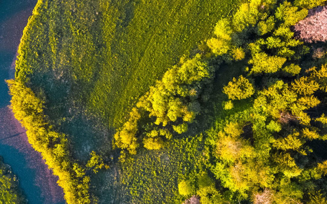 Green shoots for life risk advice