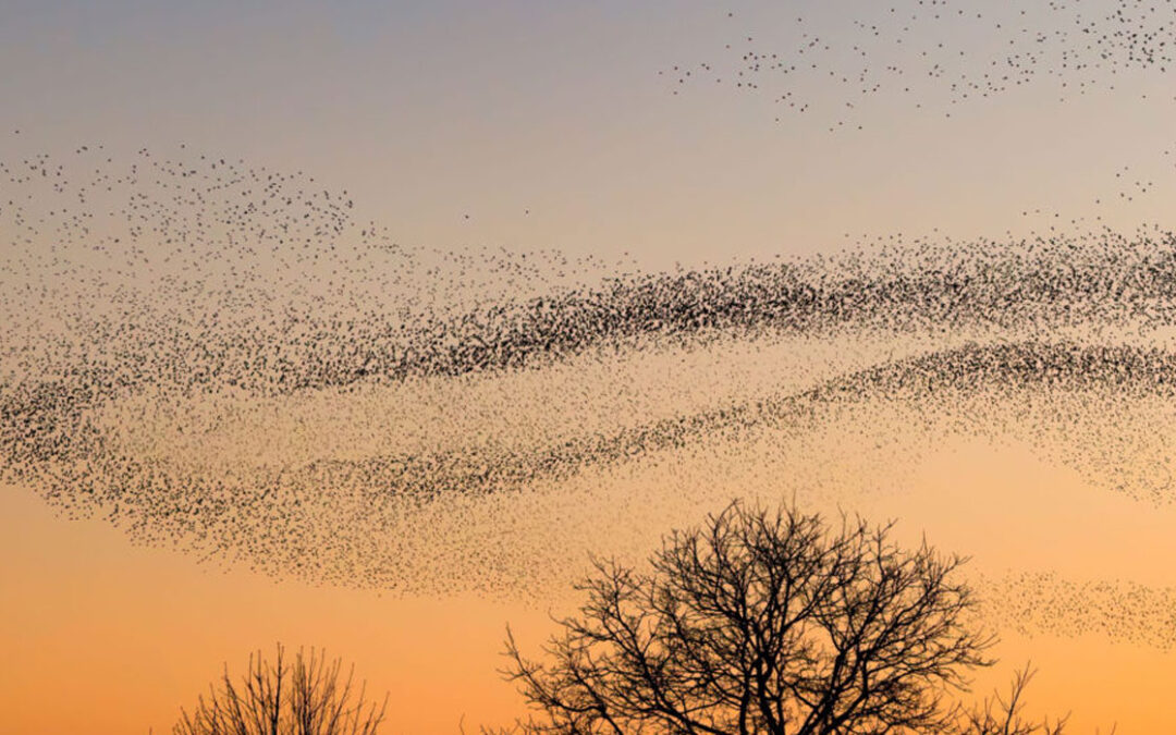 The cascading benefits of good strategy